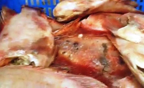Nhập thịt, cá thối phục vụ bữa ăn học sinh - ảnh 1