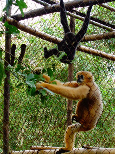 Vợ chồng “Đôn-khi-hô-tê” giữa rừng Cúc Phương - ảnh 2