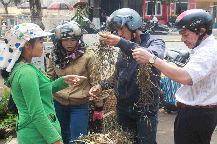 Tháng 3 đi săn lan rừng... - ảnh 1