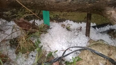Lốc xoáy kèm mưa đá gây thiệt hại nặng cho nông dân - ảnh 1