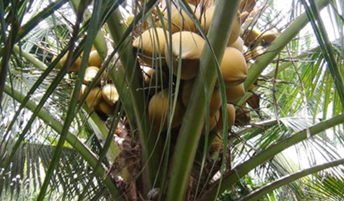 Mùa nóng bức, giá dừa uống nước tăng mạnh - ảnh 1