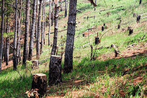 Rừng Phi Tô bị xâm hại nghiêm trọng - ảnh 1