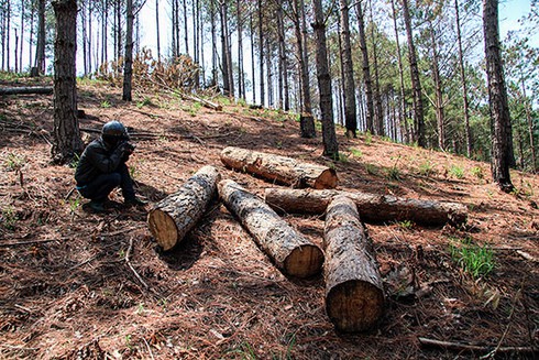 Rừng Phi Tô bị xâm hại nghiêm trọng - ảnh 2