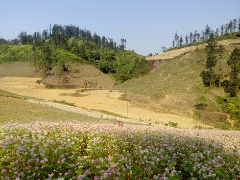 Hoa tam giác mạch hồng rực trên Si Ma Cai - ảnh 1