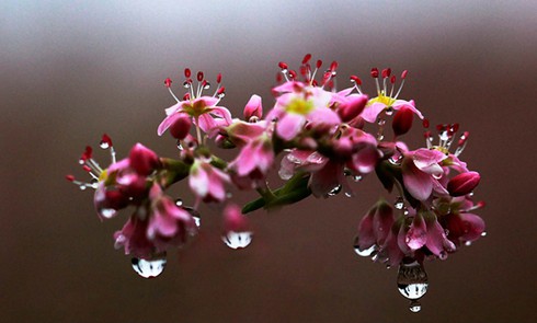 Hoa tam giác mạch hồng rực trên Si Ma Cai - ảnh 10