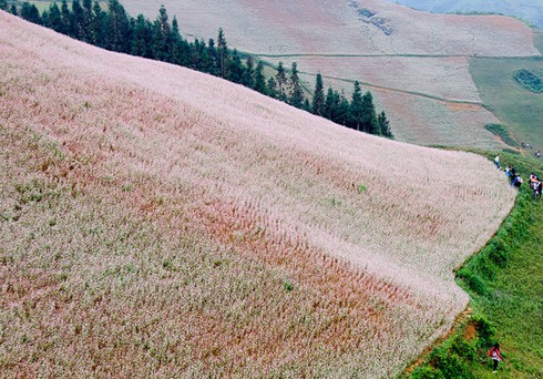 Hoa tam giác mạch hồng rực trên Si Ma Cai - ảnh 11