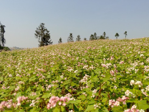 Hoa tam giác mạch hồng rực trên Si Ma Cai - ảnh 2