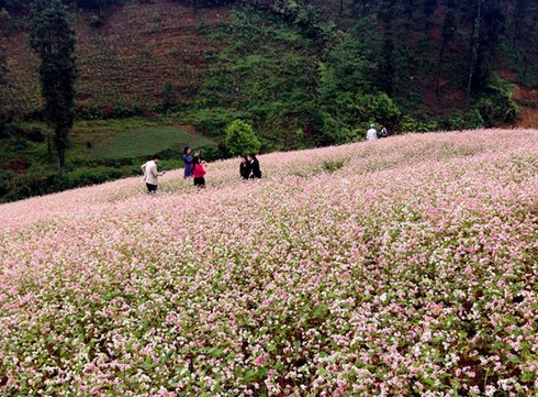 Hoa tam giác mạch hồng rực trên Si Ma Cai - ảnh 3