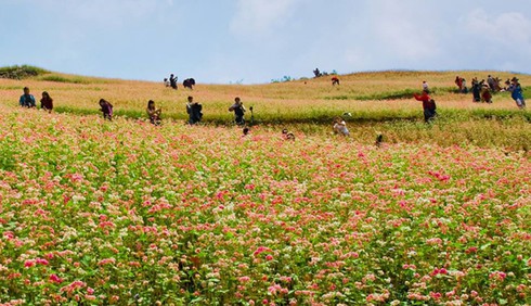 Hoa tam giác mạch hồng rực trên Si Ma Cai - ảnh 4