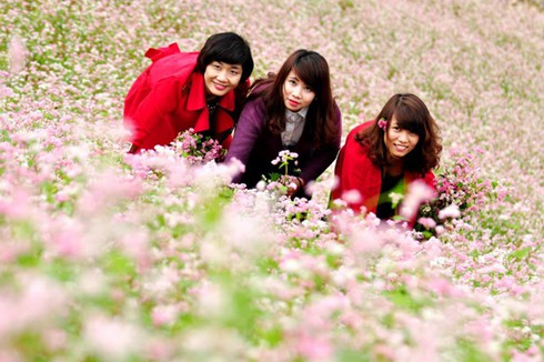 Hoa tam giác mạch hồng rực trên Si Ma Cai - ảnh 5