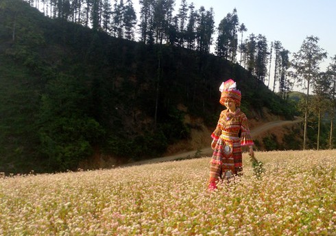 Hoa tam giác mạch hồng rực trên Si Ma Cai - ảnh 7