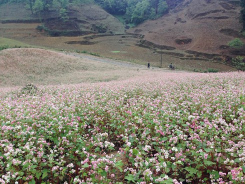 Hoa tam giác mạch hồng rực trên Si Ma Cai - ảnh 8