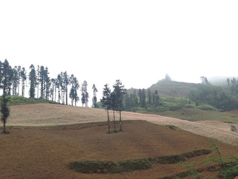 Hoa tam giác mạch hồng rực trên Si Ma Cai - ảnh 9