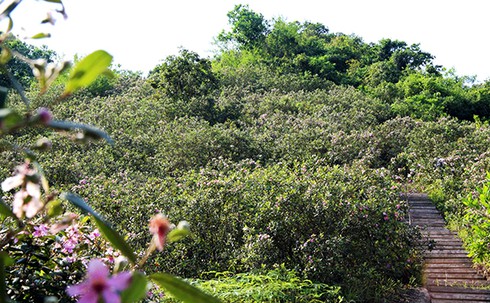 Đảo Soi Sim mùa hoa tím - ảnh 2