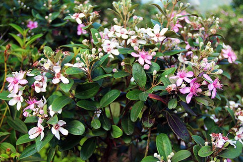 Đảo Soi Sim mùa hoa tím - ảnh 5