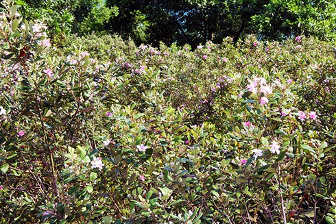 Đảo Soi Sim mùa hoa tím - ảnh 3