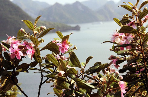 Đảo Soi Sim mùa hoa tím - ảnh 6