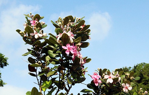 Đảo Soi Sim mùa hoa tím - ảnh 8