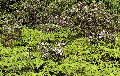 Đảo Soi Sim mùa hoa tím - ảnh 10