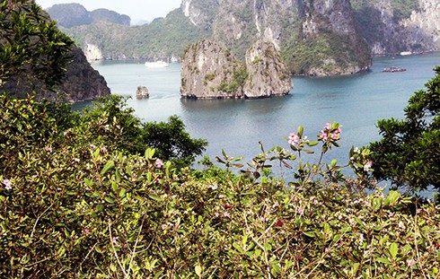 Đảo Soi Sim mùa hoa tím - ảnh 11