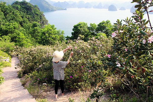 Đảo Soi Sim mùa hoa tím - ảnh 13