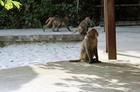 Đảo Soi Sim mùa hoa tím - ảnh 15