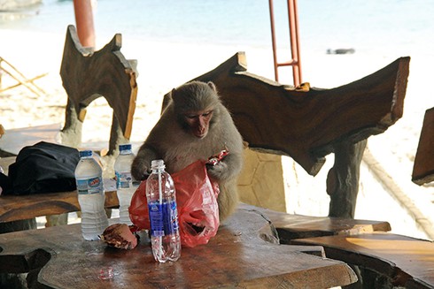 Đảo Soi Sim mùa hoa tím - ảnh 16