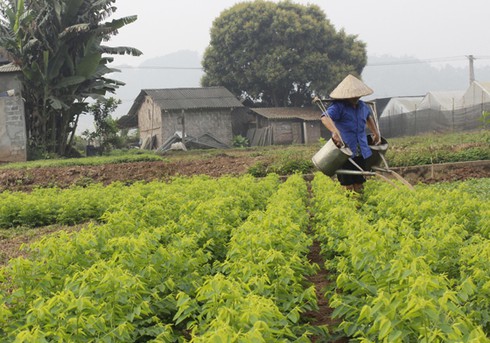 Làng “trắng đất cấy lúa” - ảnh 1