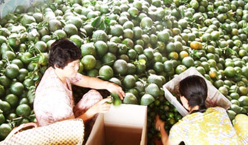 Cam sành tăng giá kỷ lục - ảnh 1