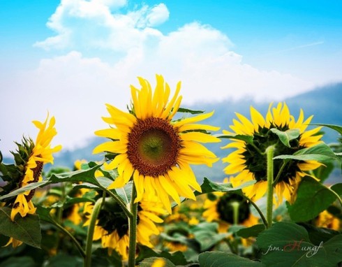 Mênh mông ‘hoa nắng’ xứ Nghệ - ảnh 4