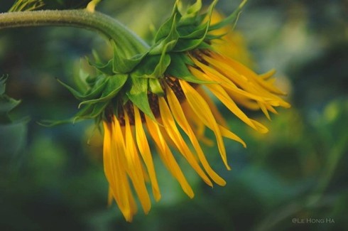 Mênh mông ‘hoa nắng’ xứ Nghệ - ảnh 3