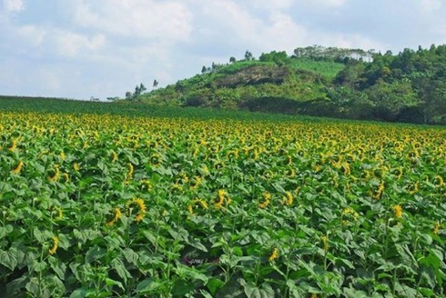 Mênh mông ‘hoa nắng’ xứ Nghệ - ảnh 6