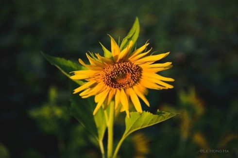 Mênh mông ‘hoa nắng’ xứ Nghệ - ảnh 2