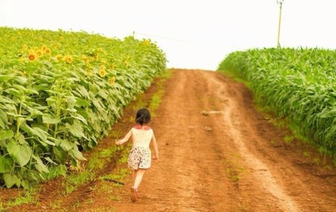 Mênh mông ‘hoa nắng’ xứ Nghệ - ảnh 11