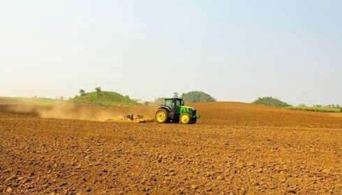 Mênh mông ‘hoa nắng’ xứ Nghệ - ảnh 10