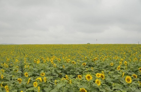 Mênh mông ‘hoa nắng’ xứ Nghệ - ảnh 9