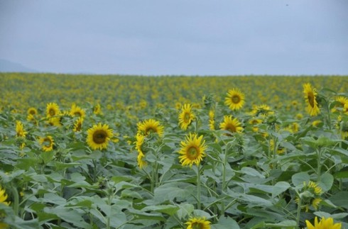 Mênh mông ‘hoa nắng’ xứ Nghệ - ảnh 8