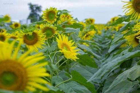 Mênh mông ‘hoa nắng’ xứ Nghệ - ảnh 5