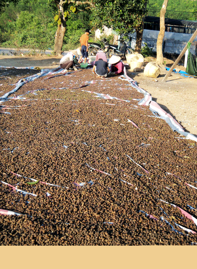 Người dân Mo Rai lại săn…