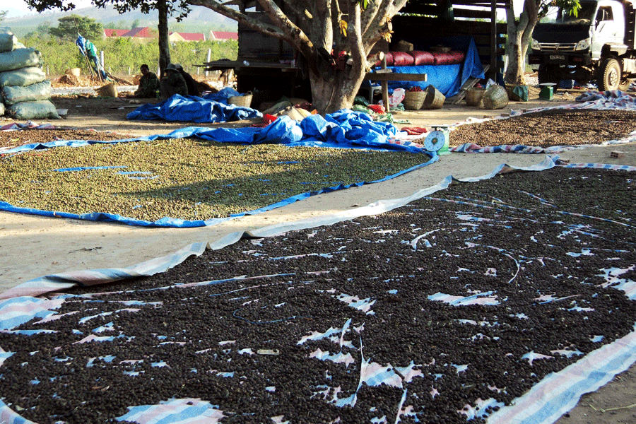 Người dân Mo Rai lại săn…