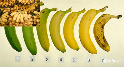 Cách chọn chuối ngon, không ngâm hóa chất - ảnh 1