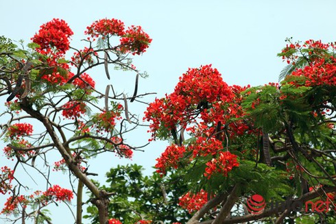 Dự báo thời tiết 10 ngày tới: Hà Nội ngày càng nắng nóng, chiều tối có mưa - ảnh 1