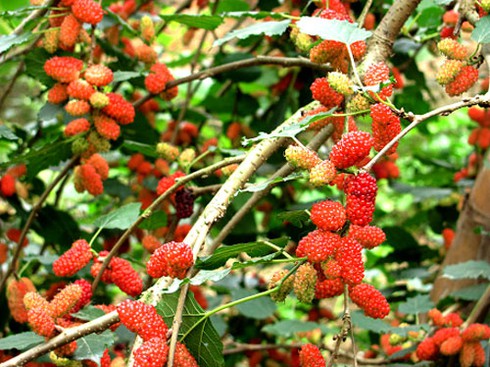 Dâu tằm cuối vụ - ảnh 1