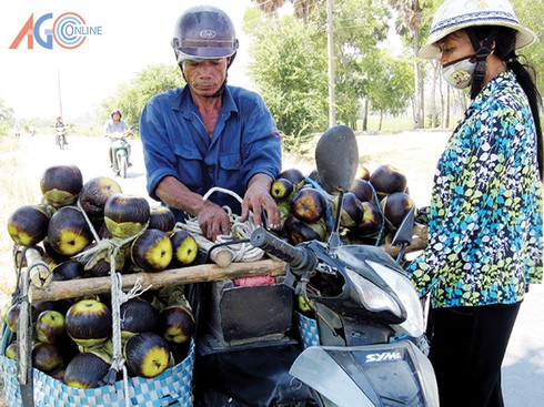 An Giang: Trái thốt nốt lên ngôi - ảnh 1