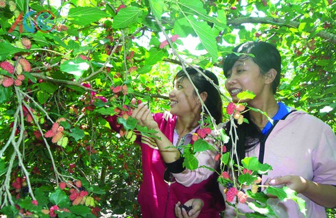 Thú vị vườn dâu Mỹ Khánh - ảnh 1