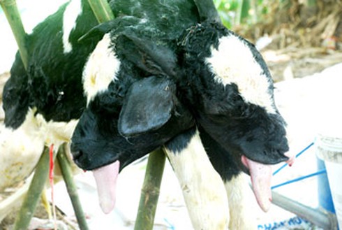 Bò cái chuyển dạ dữ dội sinh ra bê hai đầu - ảnh 1