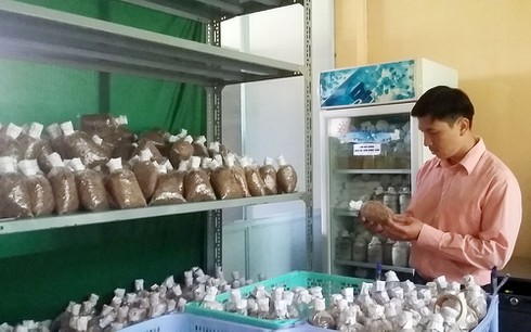 Bộ sưu tập nấm