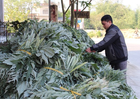 Sa Pa: Thu hơn 5,7 tỷ đồng từ lá Atiso - ảnh 1