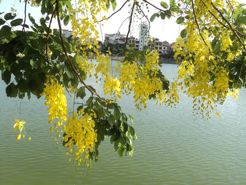 Tháng 6 đi qua, nhớ hoa muồng vàng - ảnh 3