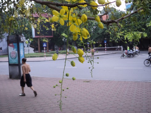 Tháng 6 đi qua, nhớ hoa muồng vàng - ảnh 4